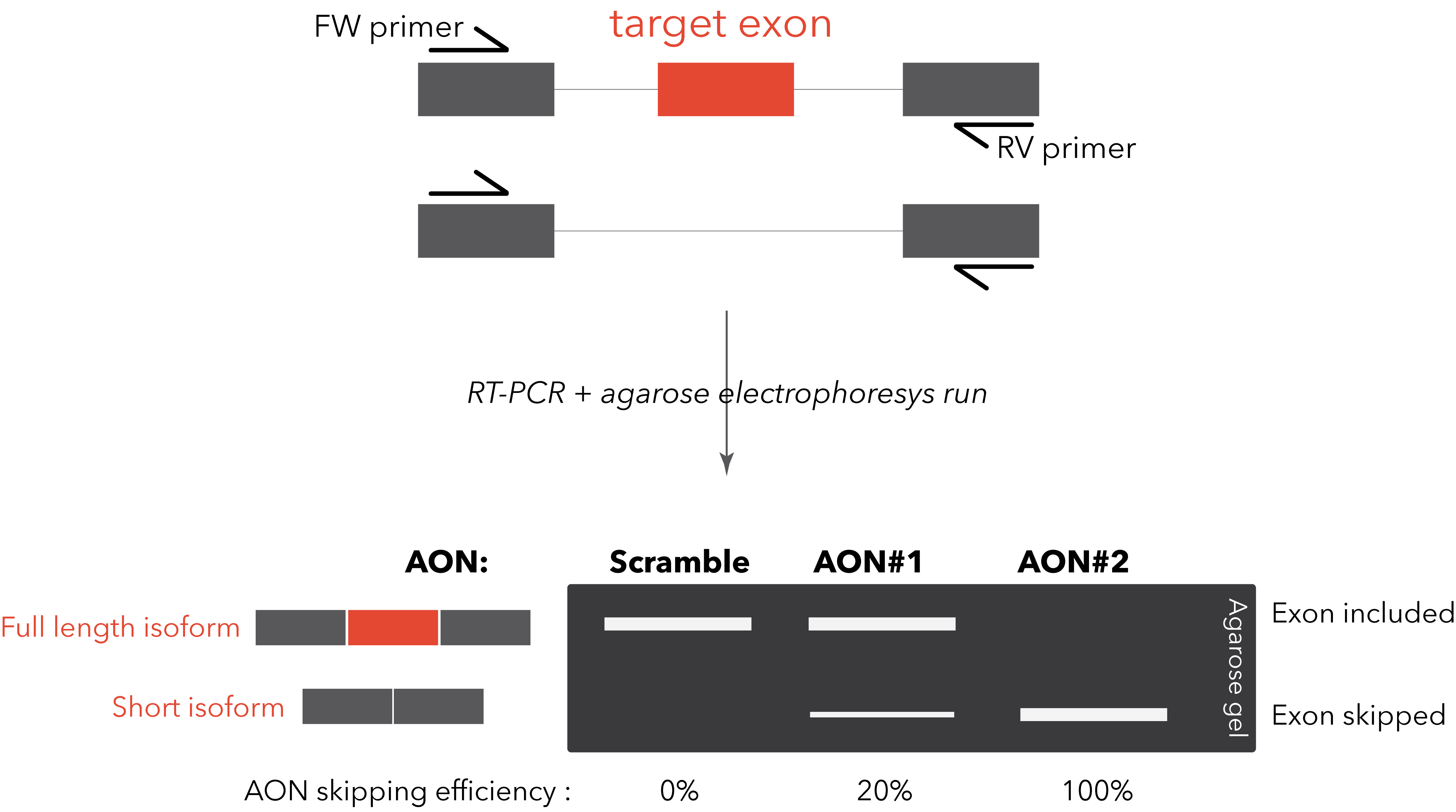 RT PCR