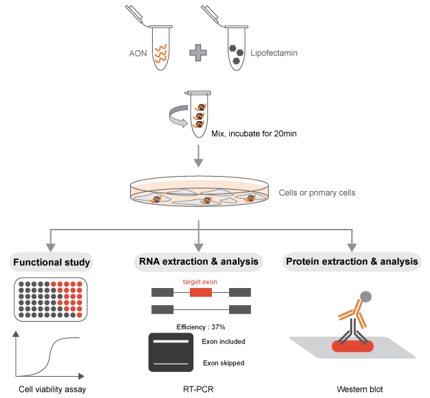 in vitro